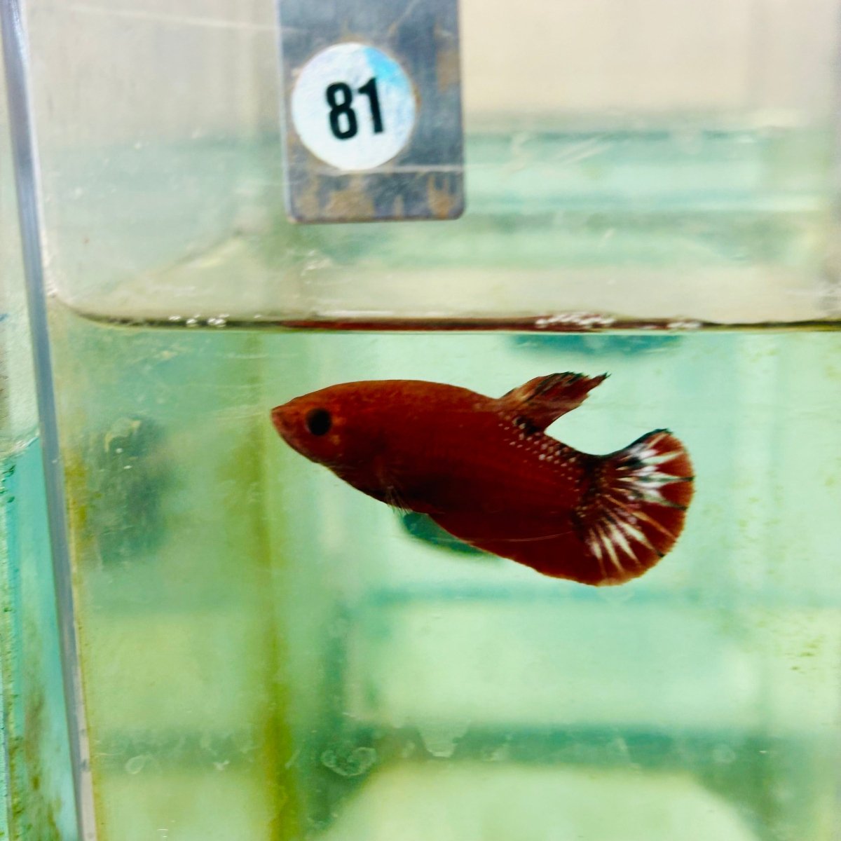 Plakat Red Fancy - Female Betta 081 Live Betta Fish Female betta