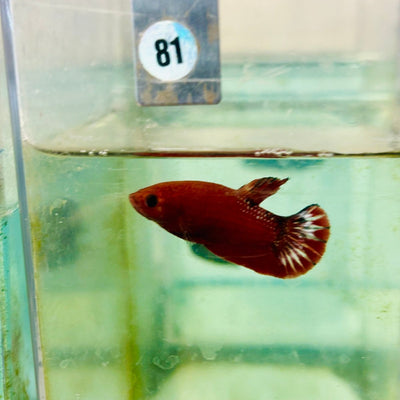 Plakat Red Fancy - Female Betta 081 Live Betta Fish Female betta