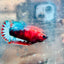 Plakat Red Fancy Female Betta 149 Female betta