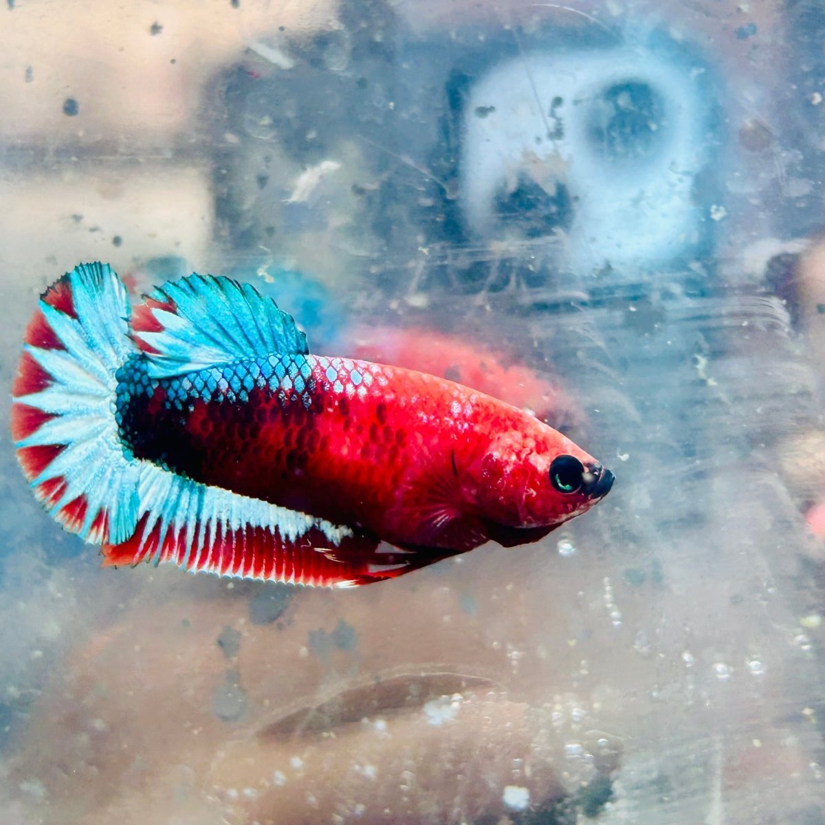 Plakat Red Fancy Female Betta 149 Female betta