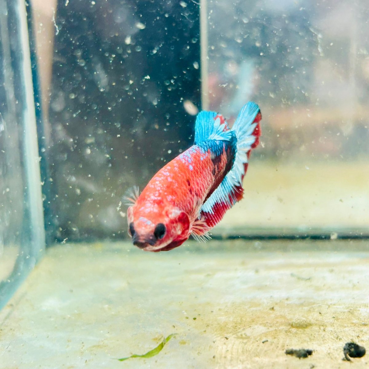 Plakat Red Fancy Female Betta 149 Female betta
