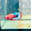 Plakat Red Fancy Female Betta 149 Female betta
