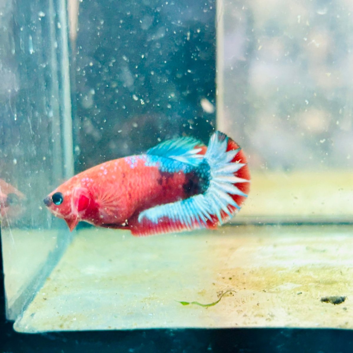 Plakat Red Fancy Female Betta 149 Female betta