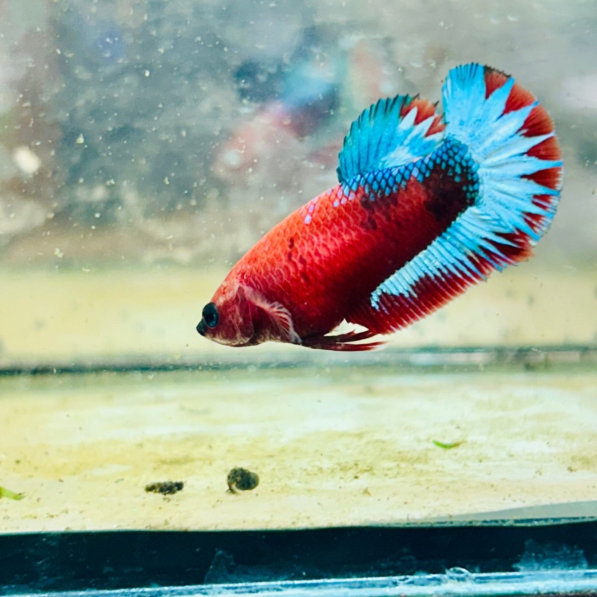 Plakat Red Fancy Female Betta 149 Female betta
