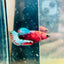 Plakat Red Fancy Female Betta 149 Female betta