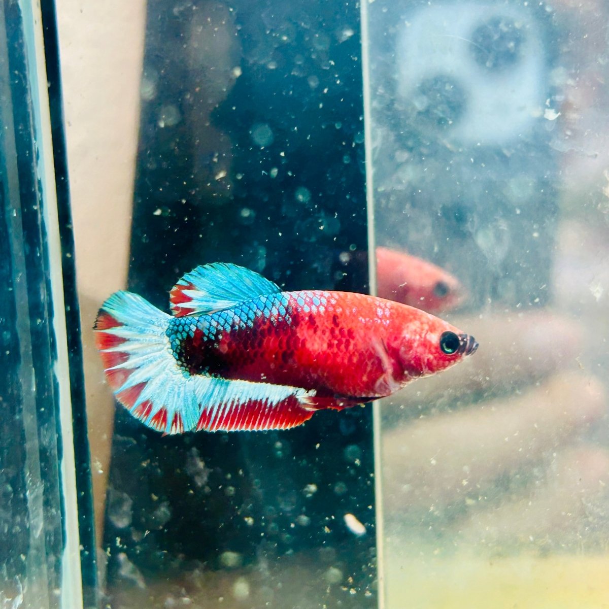 Plakat Red Fancy Female Betta #149