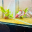 Plakat Red Fancy Female Betta 151 Female betta
