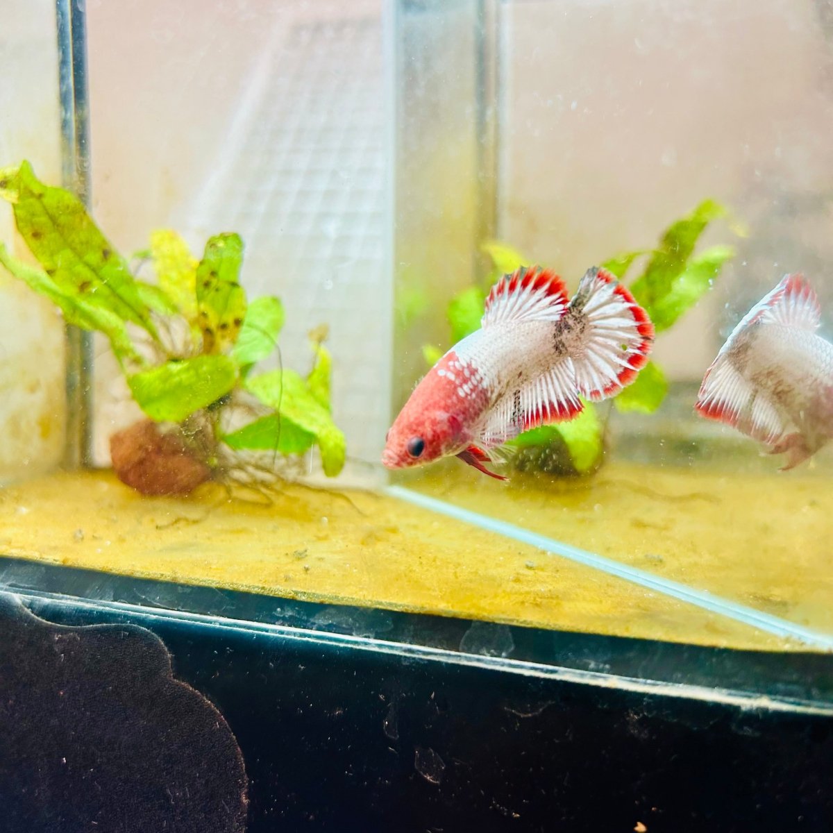 Plakat Red Fancy Female Betta 151 Female betta