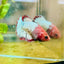 Plakat Red Fancy Female Betta 151 Female betta