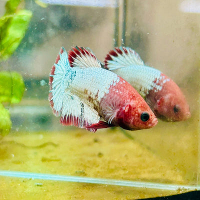Plakat Red Fancy Female Betta 151 Female betta