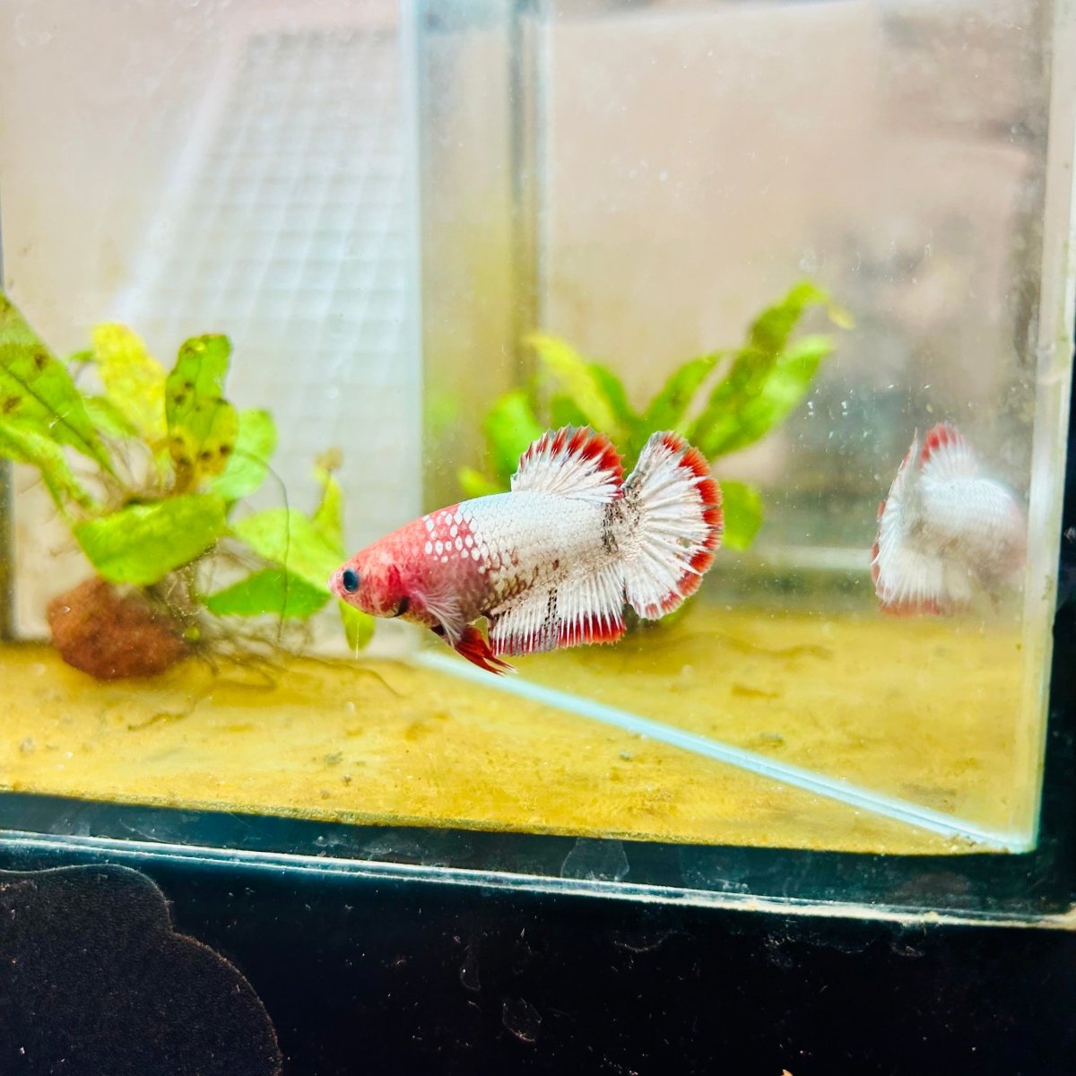 Plakat Red Fancy Female Betta 151 Female betta