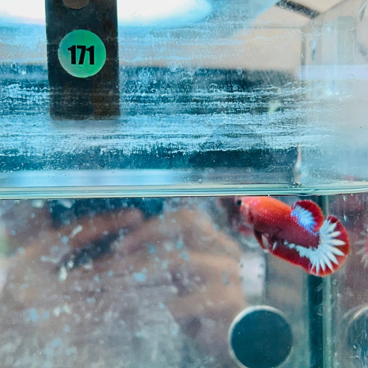 Plakat Red Fancy Female Betta - 171 betta
