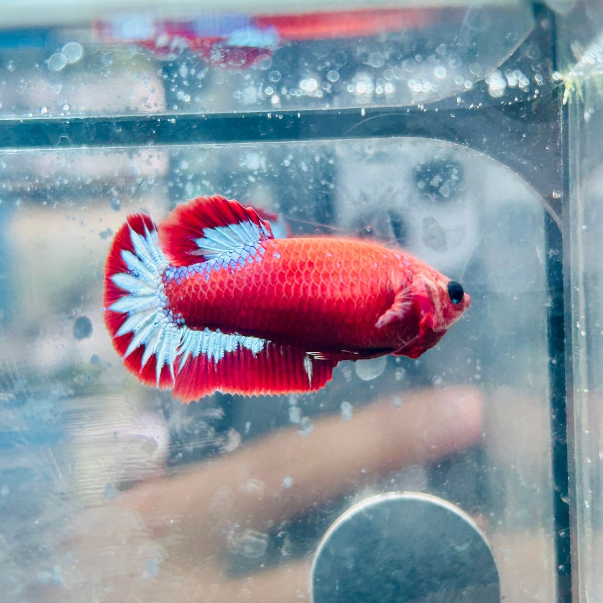 Plakat Red Fancy Female Betta - #171