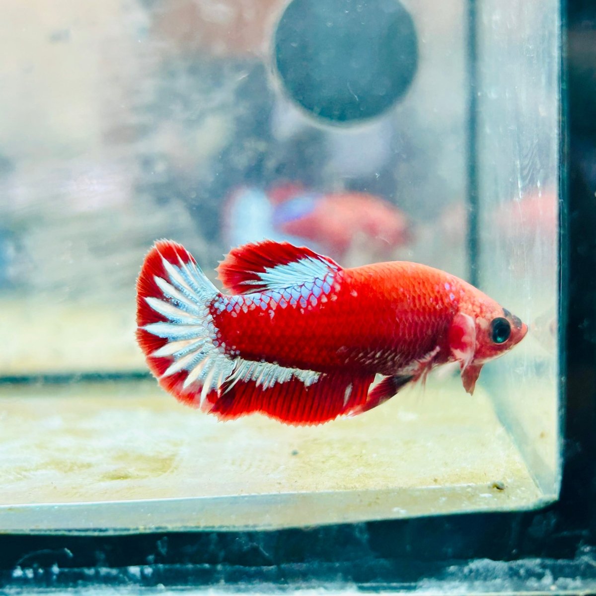 Plakat Red Fancy Female Betta - 171 betta