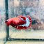 Plakat Red Fancy Female Betta - 171 betta