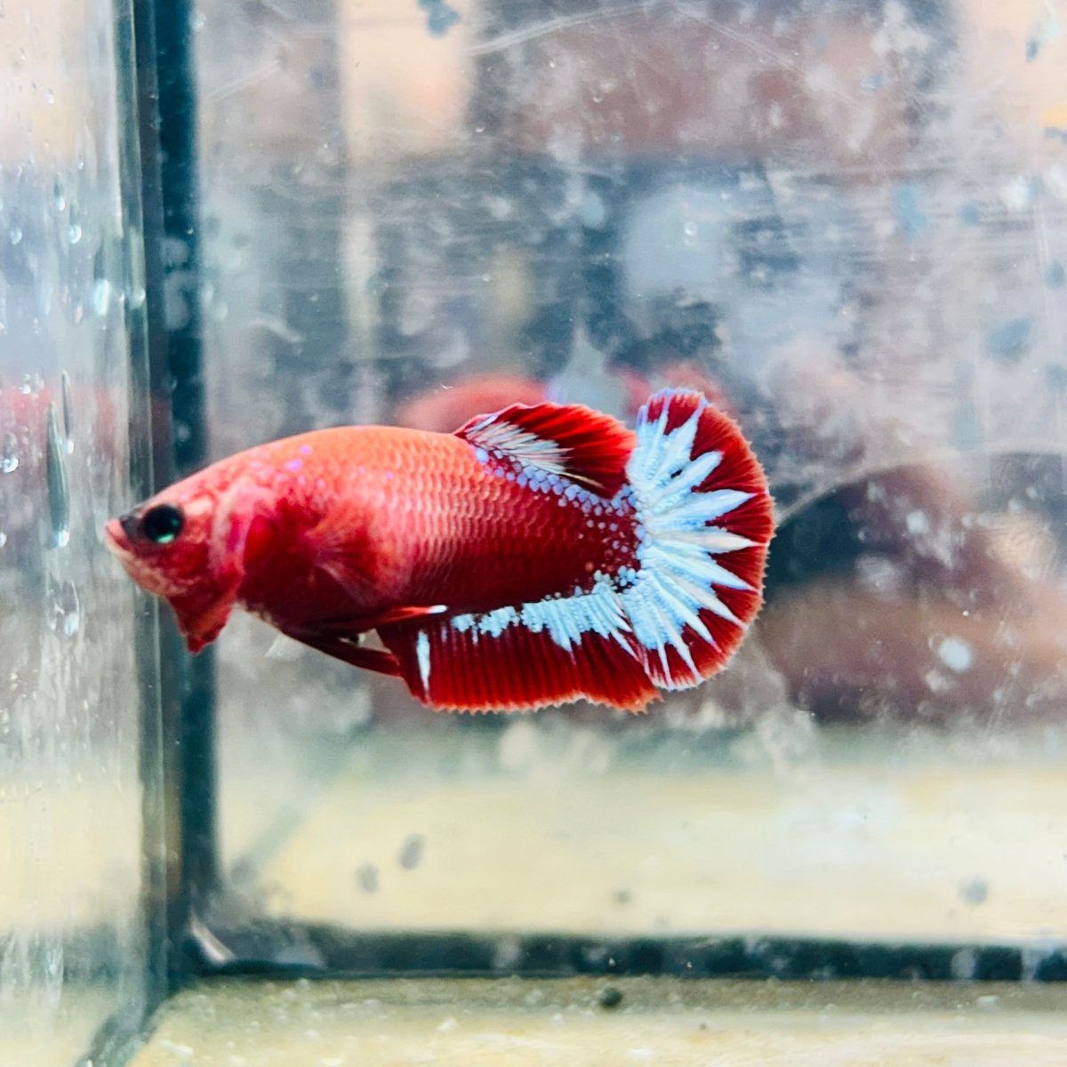Plakat Red Fancy Female Betta - 171 betta