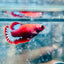 Plakat Red Fancy Female Betta - 171 betta