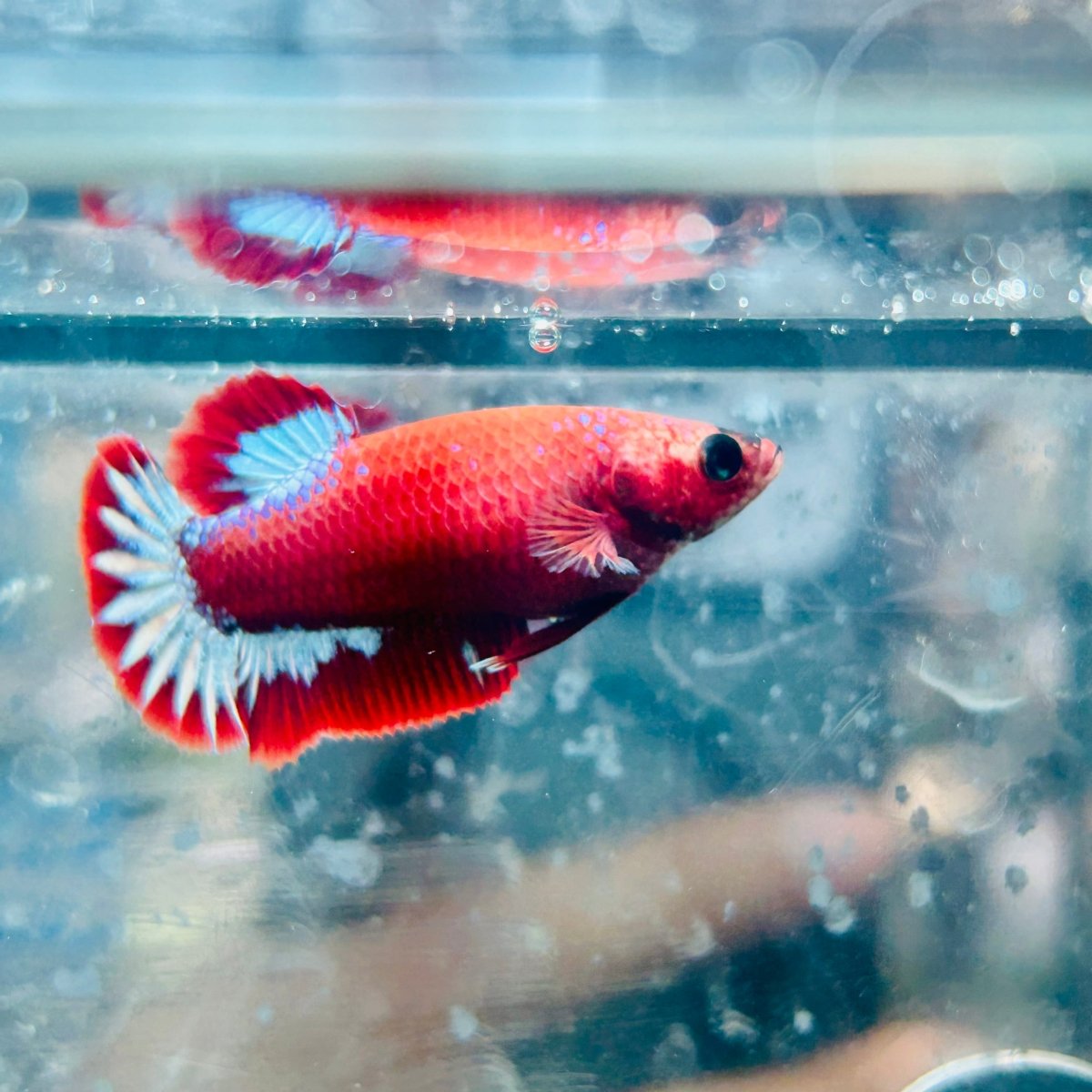 Plakat Red Fancy Female Betta - 171 betta