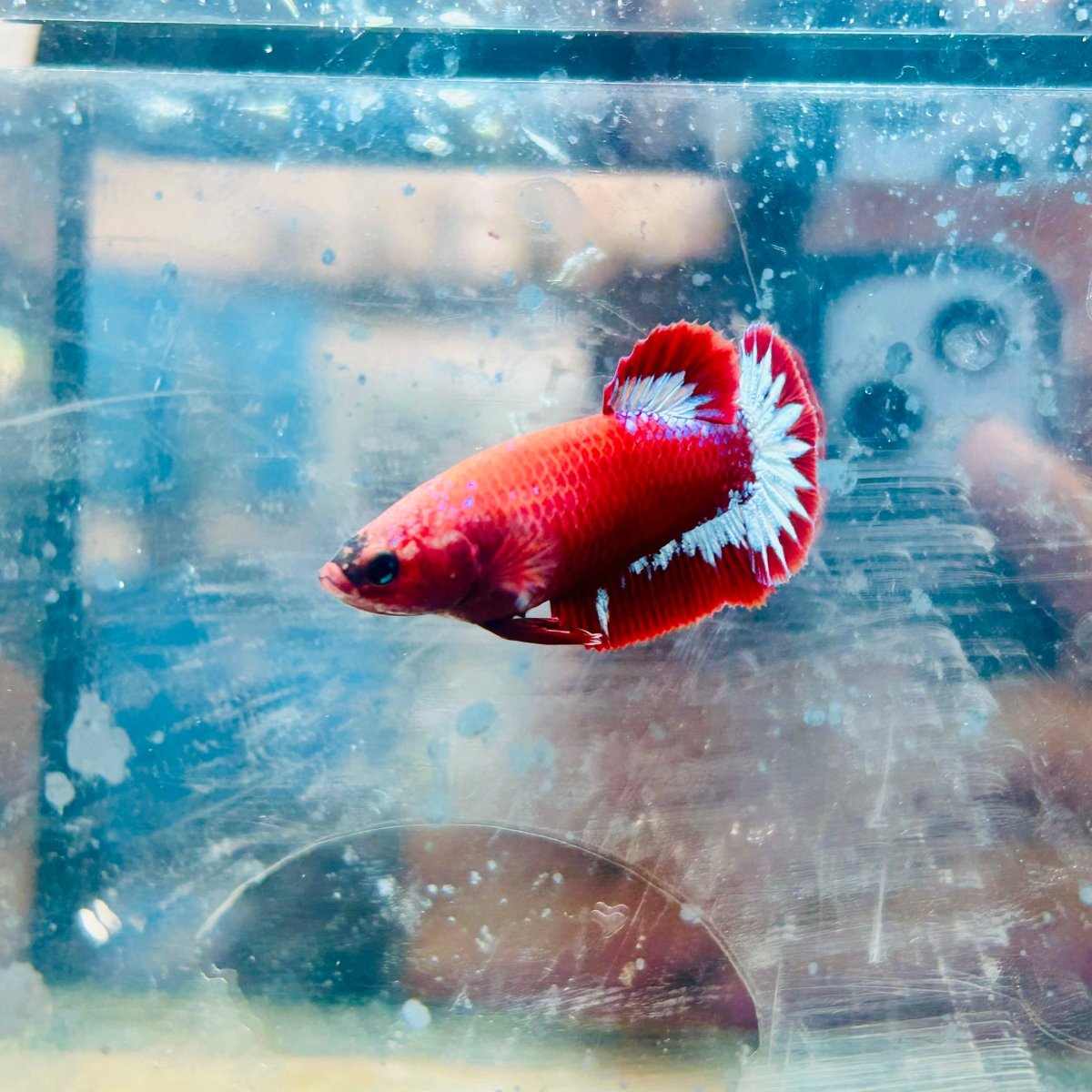 Plakat Red Fancy Female Betta - 171 betta