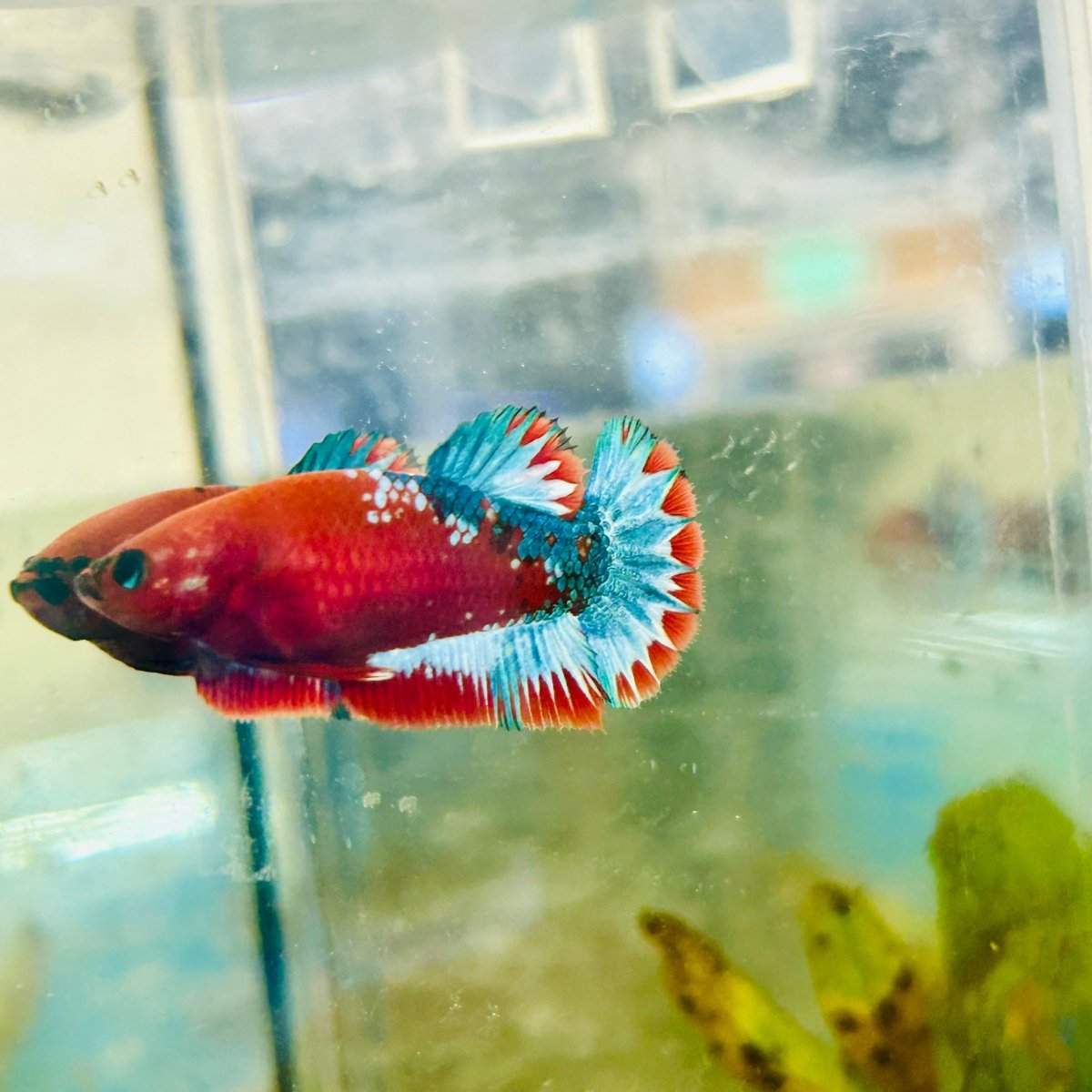 Plakat Red Fancy Female Betta 172 Female betta