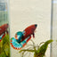 Plakat Red Fancy Female Betta 172 Female betta