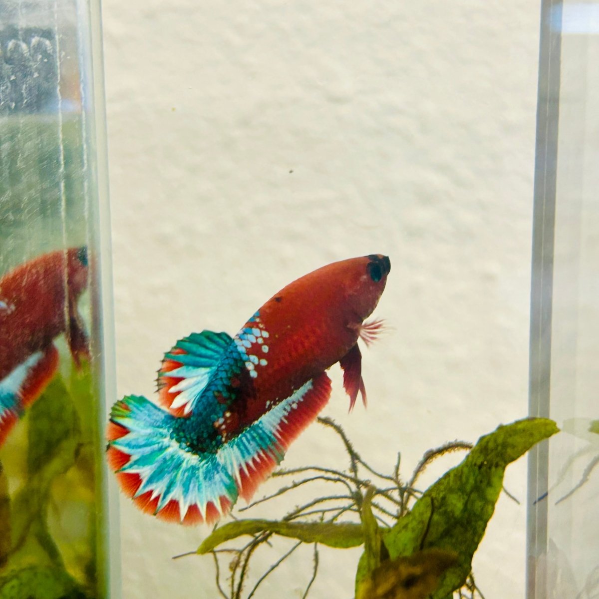 Plakat Red Fancy Female Betta 172 Female betta