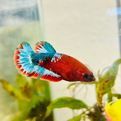 Plakat Red Fancy Female Betta 172 Female betta