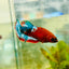 Plakat Red Fancy Female Betta 172 Female betta