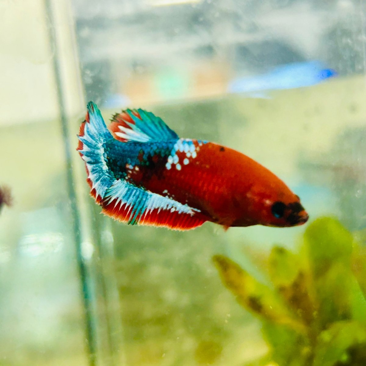 Plakat Red Fancy Female Betta 172 Female betta