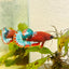 Plakat Red Fancy Female Betta 172 Female betta
