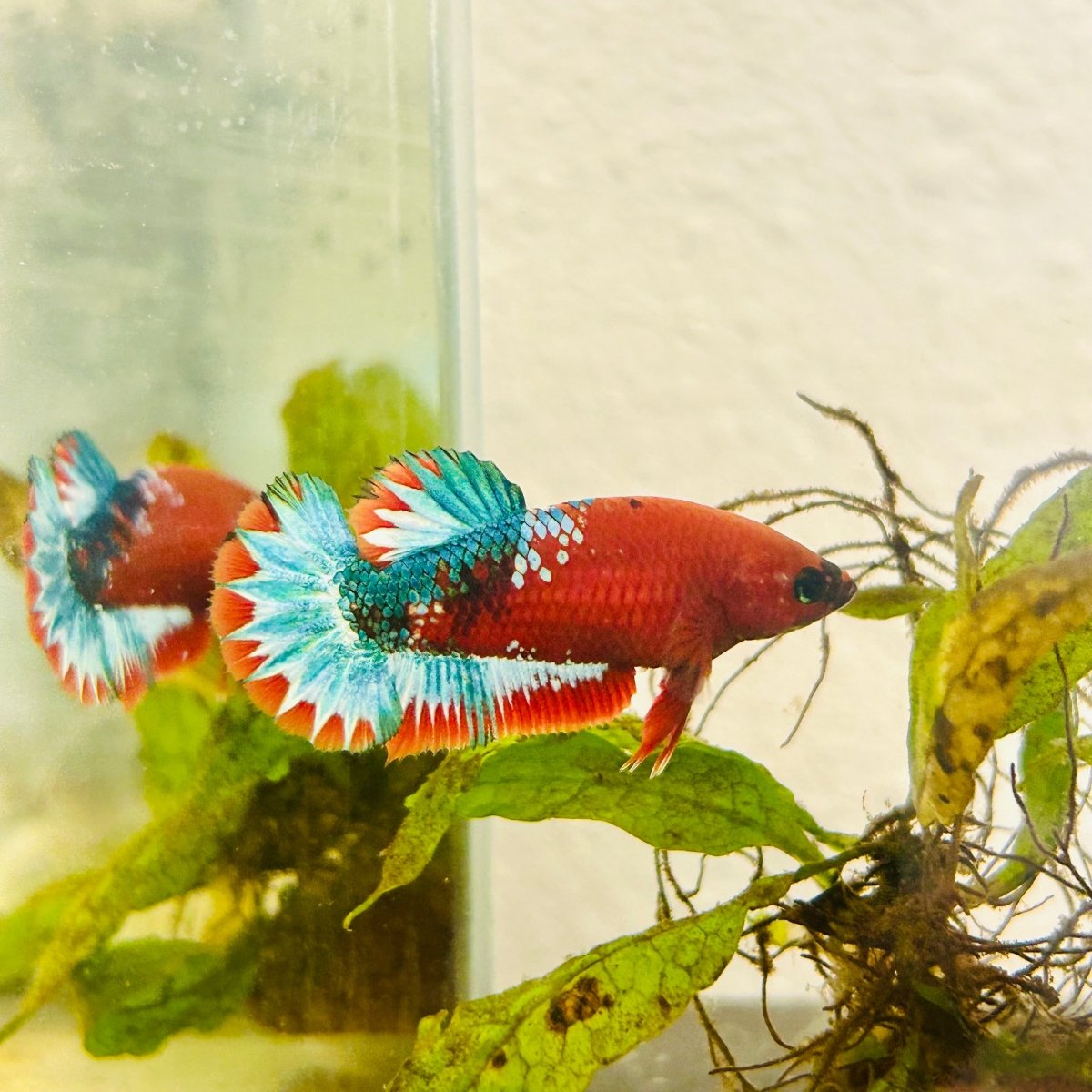 Plakat Red Fancy Female Betta 172 Female betta