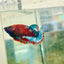 Plakat Red Fancy Female Betta 172 Female betta