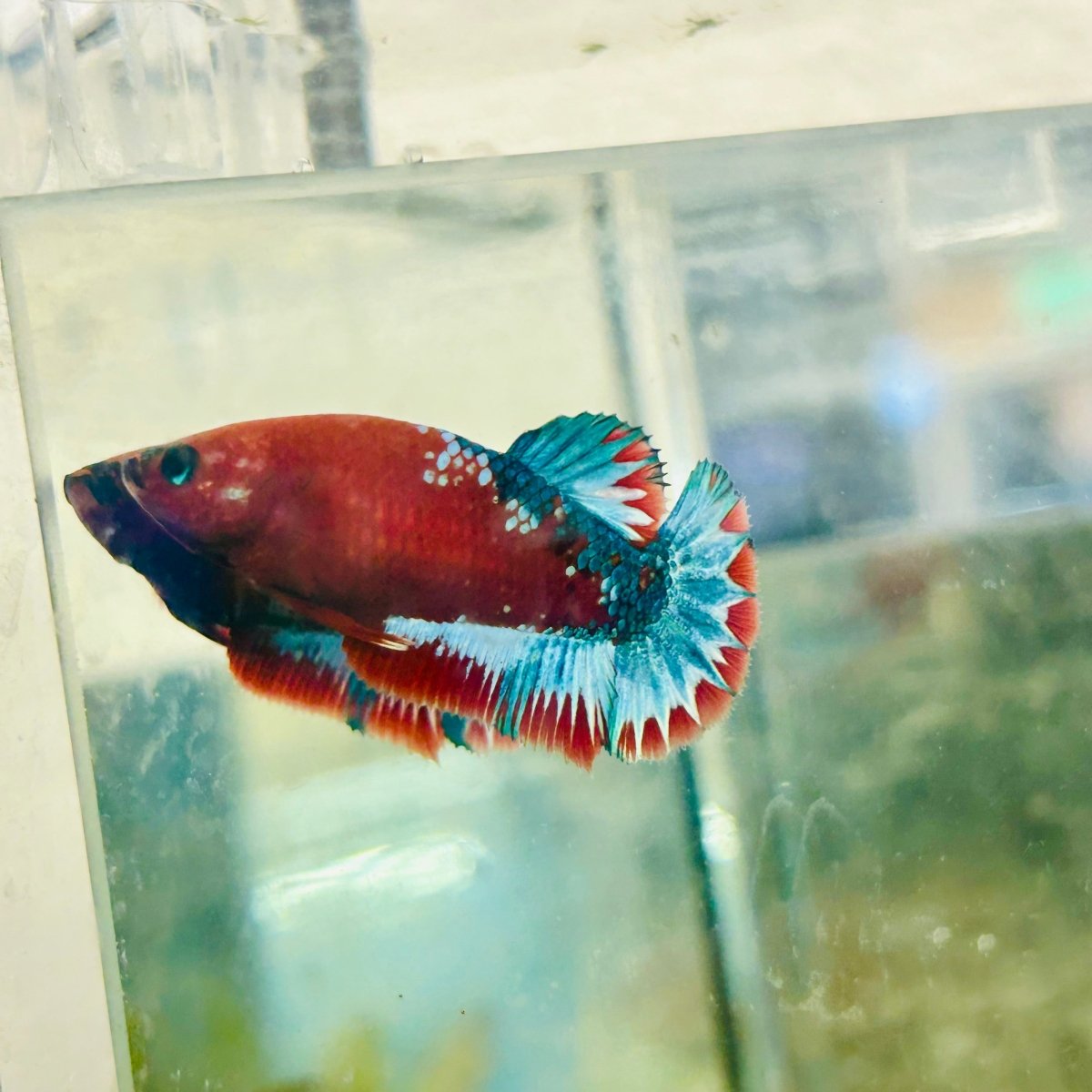 Plakat Red Fancy Female Betta 172 Female betta