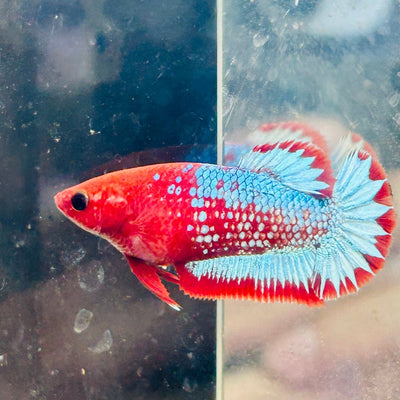 Plakat Red Fancy Female Betta 176 Female betta