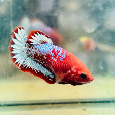 Plakat Red Fancy Female Betta 176 Female betta