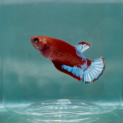 Plakat Red Fancy Female Betta Au69 Female betta