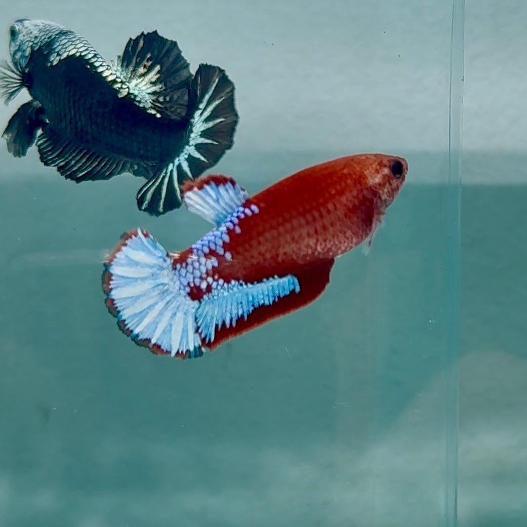 Plakat Red Fancy Female Betta #Au69