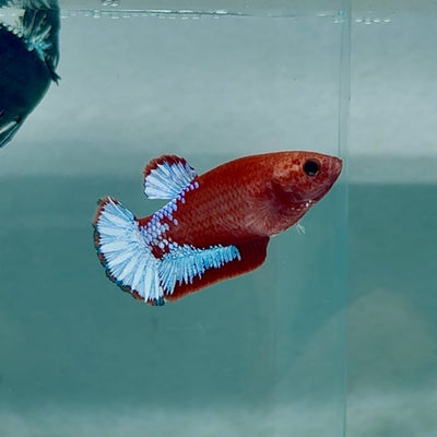 Plakat Red Fancy Female Betta Au69 Female betta