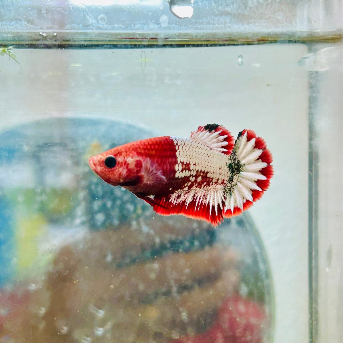 Plakat Red Fancy Female Betta Ma20 Female betta