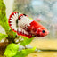 Plakat Red Fancy Female Betta Ma20 Female betta