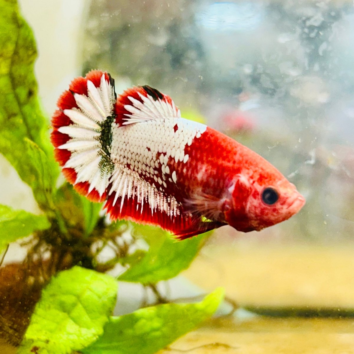 Plakat Red Fancy Female Betta Ma20 Female betta