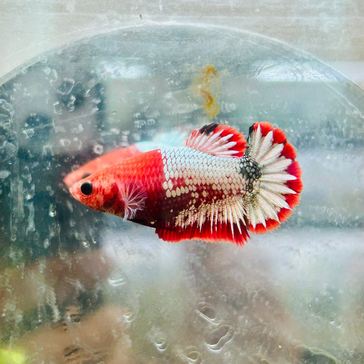 Plakat Red Fancy Female Betta Ma20 Female betta