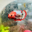 Plakat Red Fancy Female Betta Ma20 Female betta