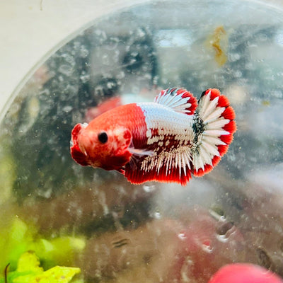 Plakat Red Fancy Female Betta Ma20 Female betta