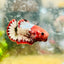 Plakat Red Fancy Female Betta Ma20 Female betta