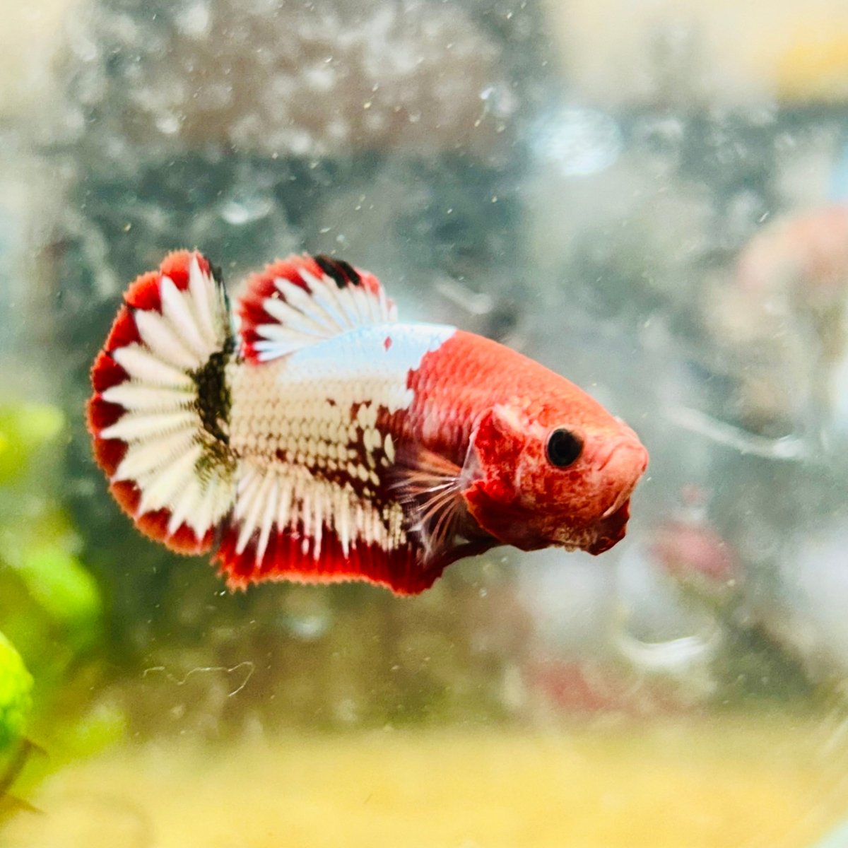 Plakat Red Fancy Female Betta Ma20 Female betta