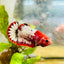 Plakat Red Fancy Female Betta Ma20 Female betta