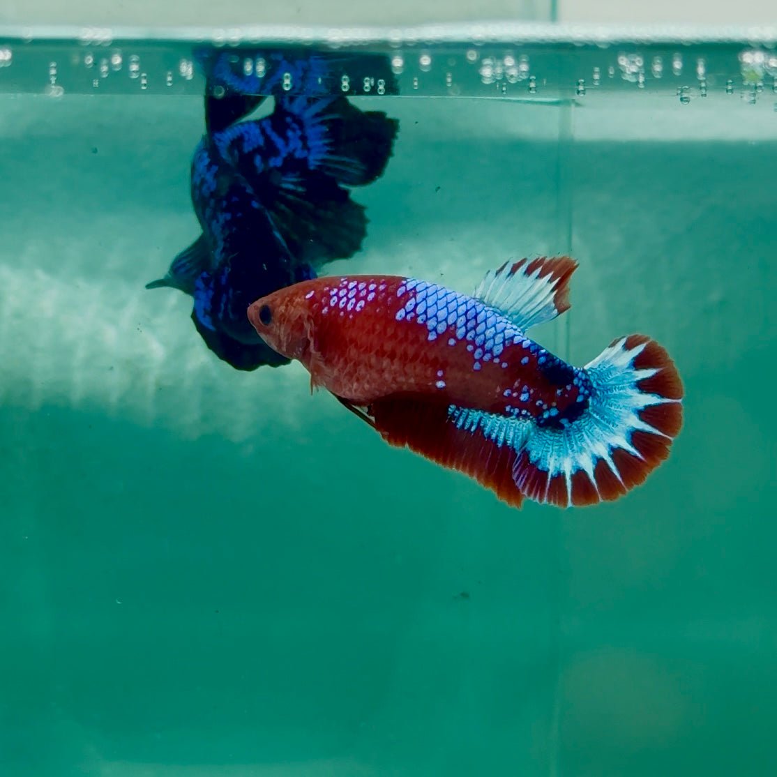 Plakat Red Fancy Female Betta Ma26