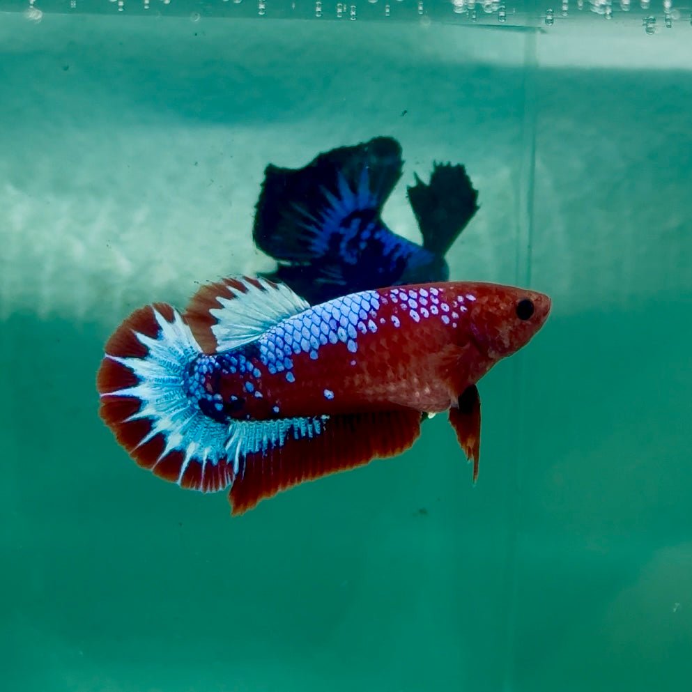 Plakat Red Fancy Female Betta Ma26