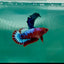 Plakat Red Fancy Female Betta Ma26